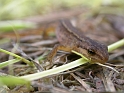 Smooth newt female - A
